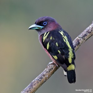 Banded-Broadbill-(F)