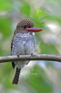 Banded-Kingfisher-(F)