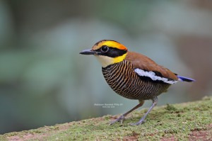 Banded-Pitta3