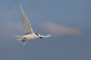 Black-Naped-Tern