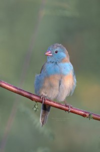 Blue-Capped-Cordon-Bleu