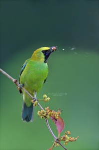 Blue Winged-Leafbird-(M)